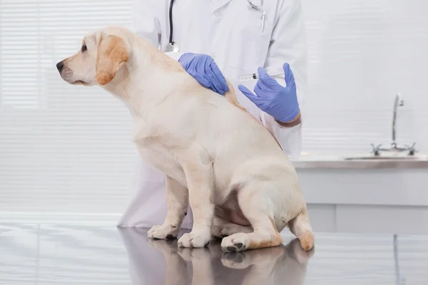 Κτηνίατρος εξεταστικής χαριτωμένος σκύλος — Φωτογραφία Αρχείου