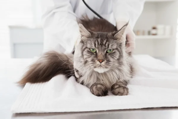 Veteriner gri inceleyerek kedi — Stok fotoğraf