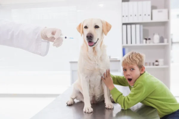 Tierarzt untersucht Hund mit verängstigtem Besitzer — Stockfoto