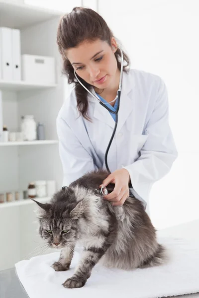 Tierarzt untersucht Maine Coon mit Stethoskop — Stockfoto