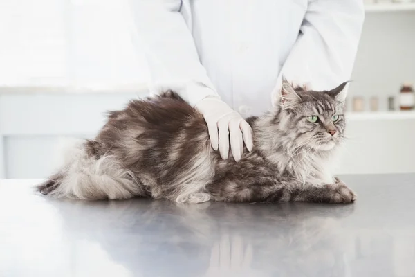 Veterinär undersöka maine coon — Stockfoto