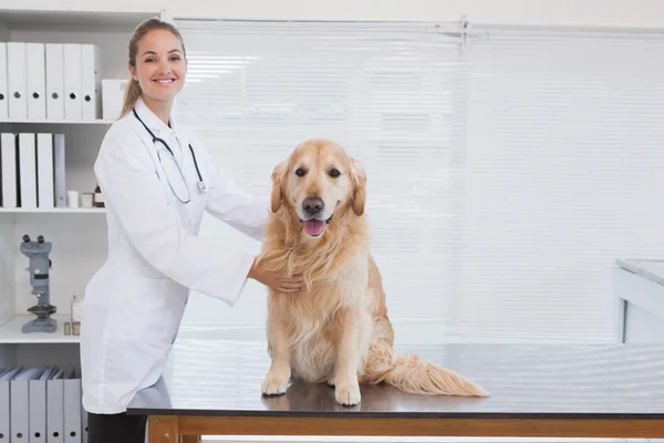 Vet dává labrador zubní prohlídka — Stock fotografie