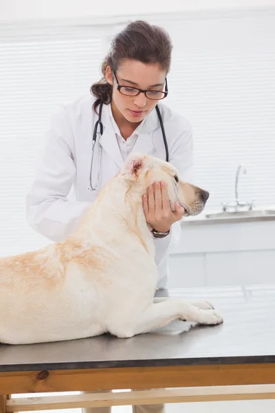 Veterinario examinando lindo perro — Foto de Stock