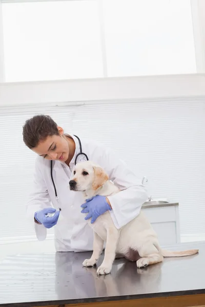 Veterinären gör check på hund — Stockfoto