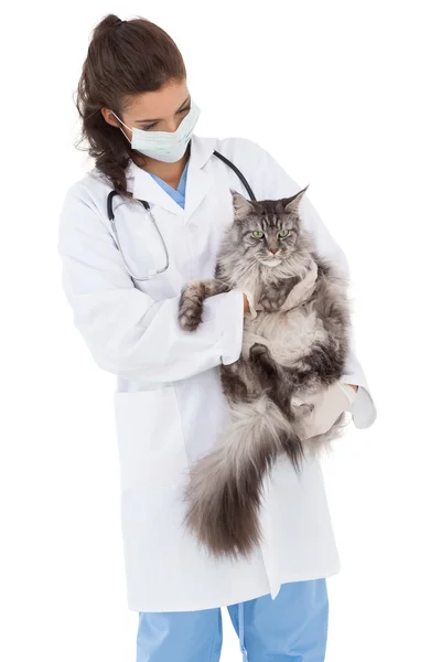 Dierenarts met maine coon in armen — Stockfoto