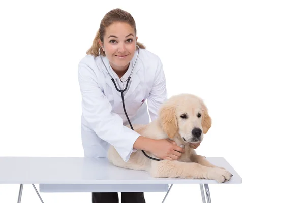 Vet verificação filhote de cachorro — Fotografia de Stock