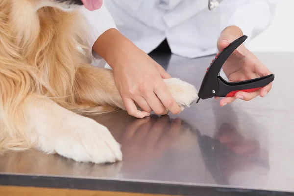 Vet clipping labradors nails — Stock Image Vet clipping labradors nails Stock Photo