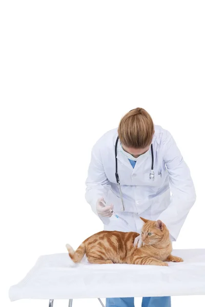 Veterinären ger katten kolla upp Royaltyfria Stockbilder