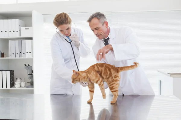 Tierärzte untersuchen eine orangefarbene Katze — Stockfoto