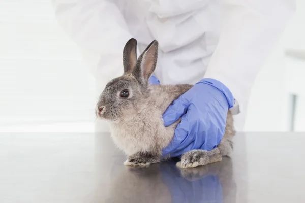 Bunny tavşan inceleyerek veteriner — Stok fotoğraf
