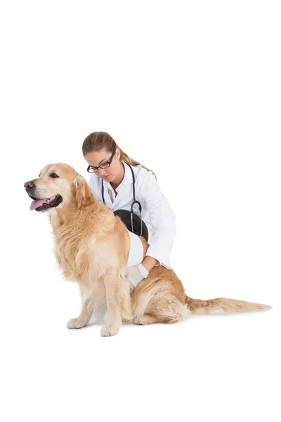 Labrador ile gülümseyen veteriner — Stok fotoğraf