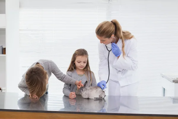 Vet examining bunny rabbit — Stock Photo, Image