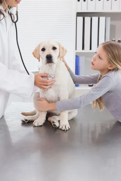 Veterinario cane esaminatore con stetoscopio — Foto Stock