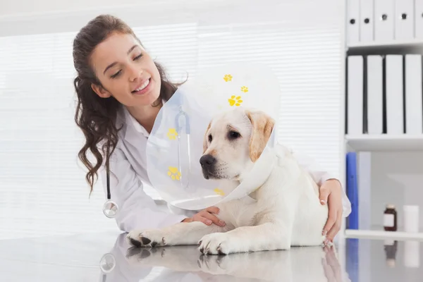 Veterinário e cão com cone — Fotografia de Stock