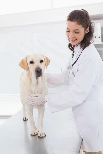 Veterinären undersöker söt hund — Stockfoto