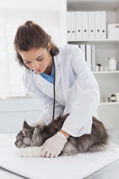 Ветеринар делает повязку на кошке — стоковое фото