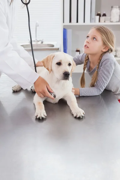 Veterinario cane esaminatore con stetoscopio — Foto Stock