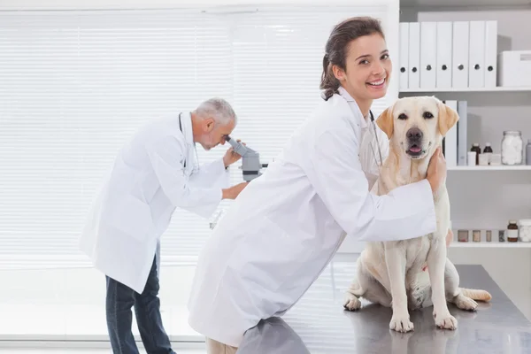 Sevimli köpek inceleyerek veteriner arkadaşları — Stok fotoğraf
