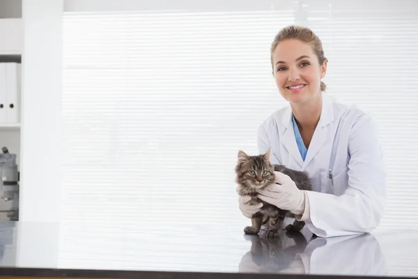 Ветеринарный осмотр маленькой кошки — стоковое фото