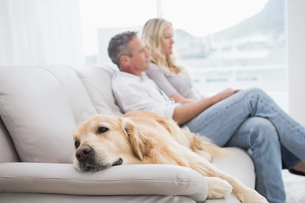 Dog lying on couch with couple — Stock Photo, Image