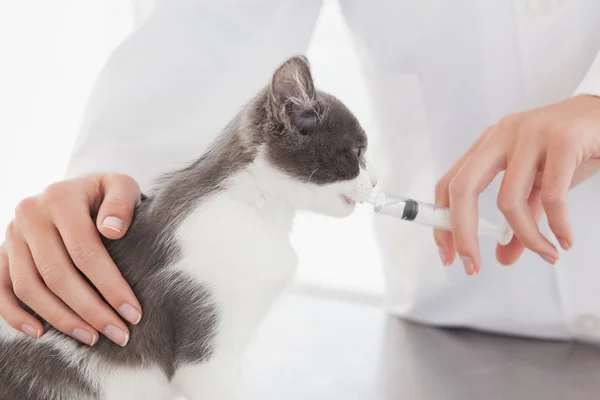 Beroepsonderwijs en-opleiding doen injectie op kitten — Stockfoto