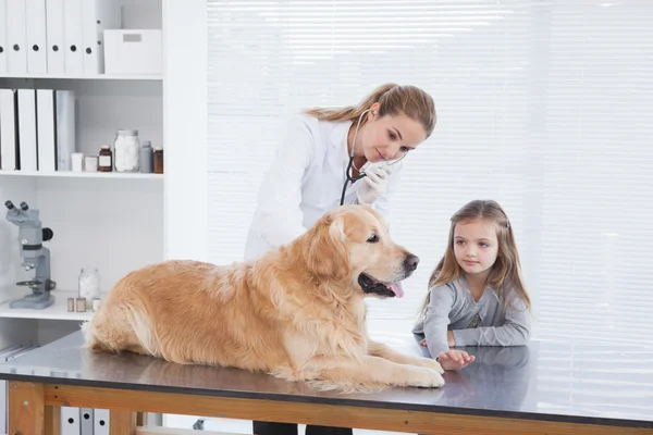 Labrador di controllo veterinario — Foto Stock