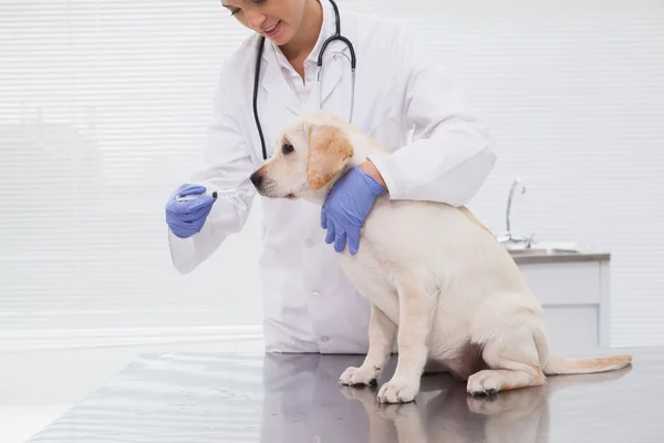 Vétérinaire faire le contrôle au chien — Photo