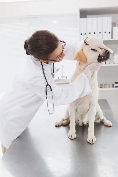 Vétérinaire examinant les dents du chien — Photo