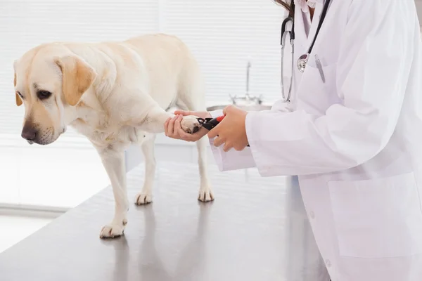 Medicul veterinar folosind tăietor de unghii pe labrador — Fotografie, imagine de stoc