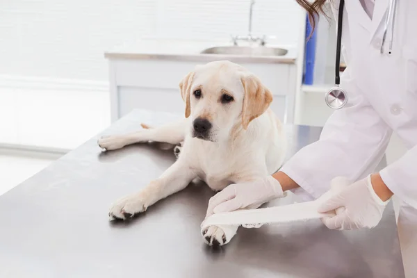 Veterinário fazendo bandagem no cão — Fotografia de Stock