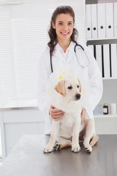 Veterinarian examining cute dog — Stock Photo, Image