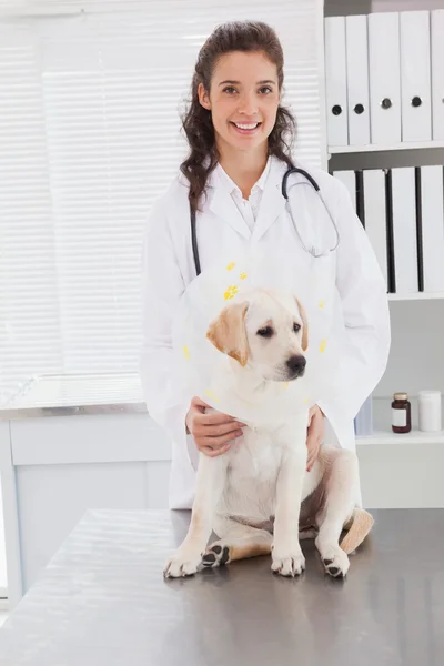 Veterinario esaminando carino cane — Foto Stock