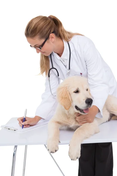 Veterinario controllo cucciolo — Foto Stock