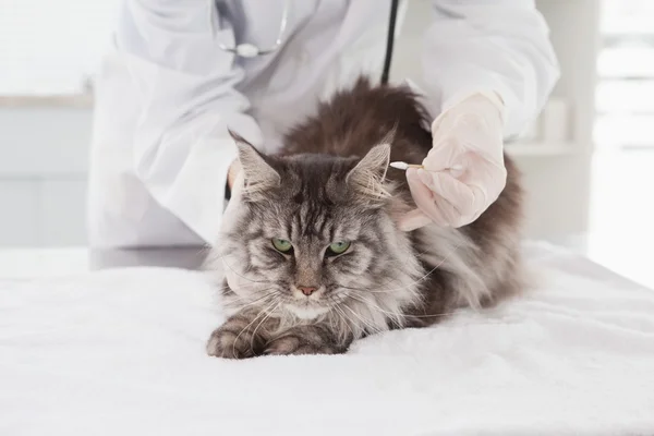 Ветеринар осматривает милую кошку — стоковое фото