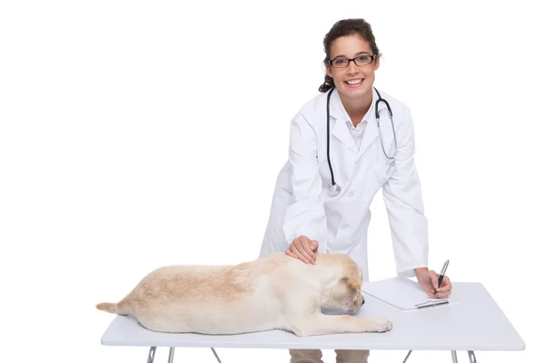 Veterinären gör check på hund — Stockfoto