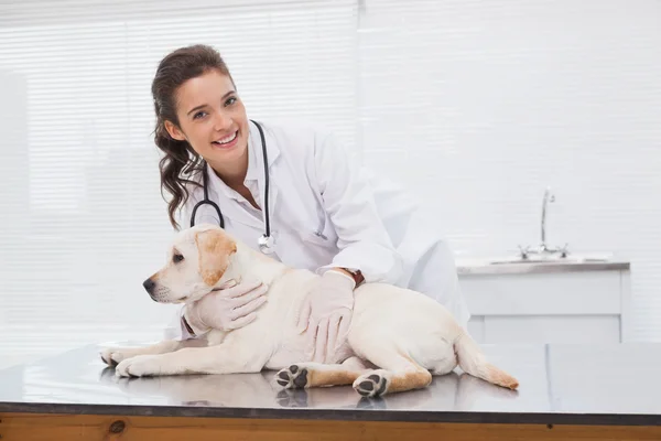 Ветеринар осматривает симпатичную собаку — стоковое фото