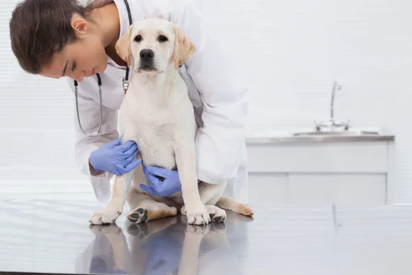 Tierarzt untersucht süßen Hund — Stockfoto