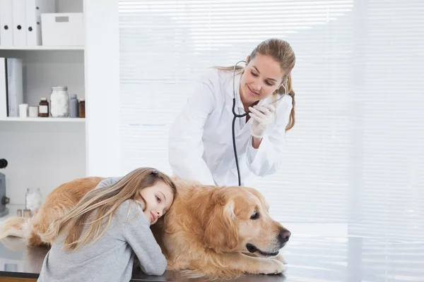 Veterinär kontroll labrador — Stockfoto