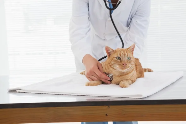 Tierarzt überprüft den Herzschlag von Katzen — Stockfoto