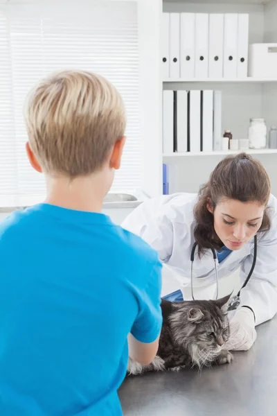 Veterinario examinando gato con propietario — Foto de Stock