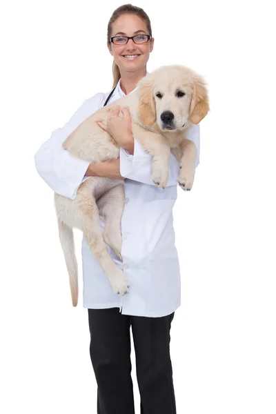 Ветеринар держит щенка — стоковое фото