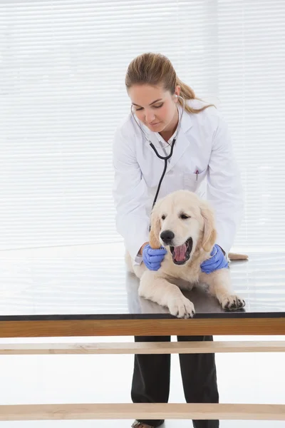 Veterinario dando perro check up — Foto de Stock