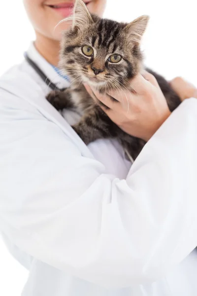 Gato em braços veterinários — Fotografia de Stock