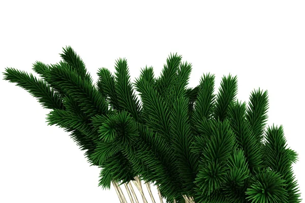 Fir tree branches — Stock Photo, Image