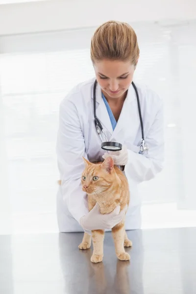 Vet checking cats skin — Stock Photo, Image