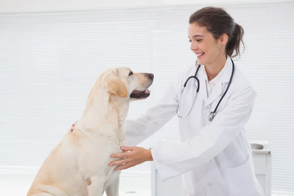 Vyšetřující lékař roztomilý pes — Stock fotografie