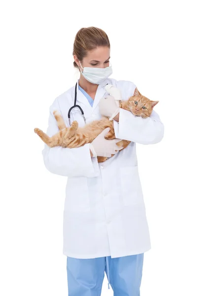 Veterinário segurando gato adorável — Fotografia de Stock