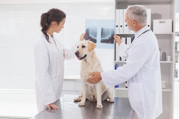 Veterinaria compañeros de trabajo examinando xray de perro — Foto de Stock