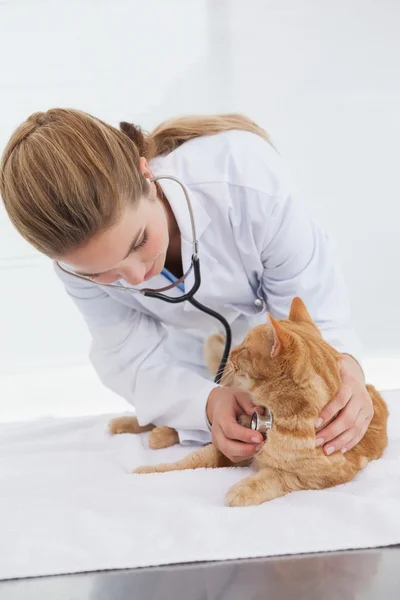 Veterinario comprobar gatos latidos del corazón —  Fotos de Stock