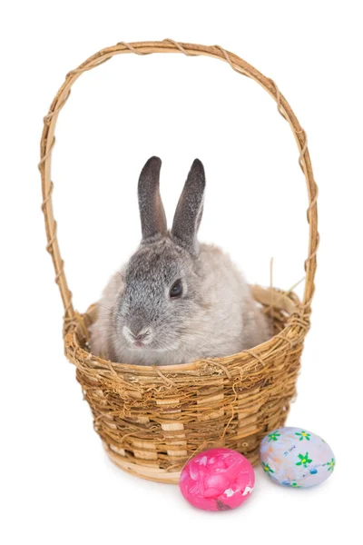 兔子坐在篮子里 — 图库照片